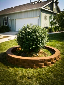 tree rings landscaping kansas city missouri